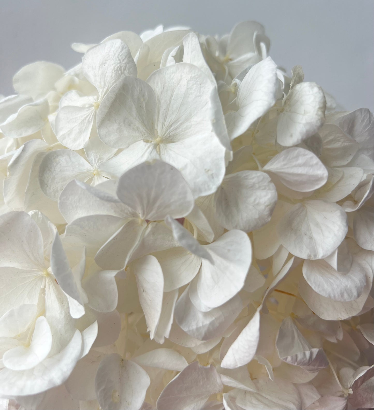 Bridal Flower Mini Comb White Pale Ivory, Minimalist Wedding Hair Pins, Bridal Hair Accessories, Dried Flower Updo Hair Floral Hair Comb