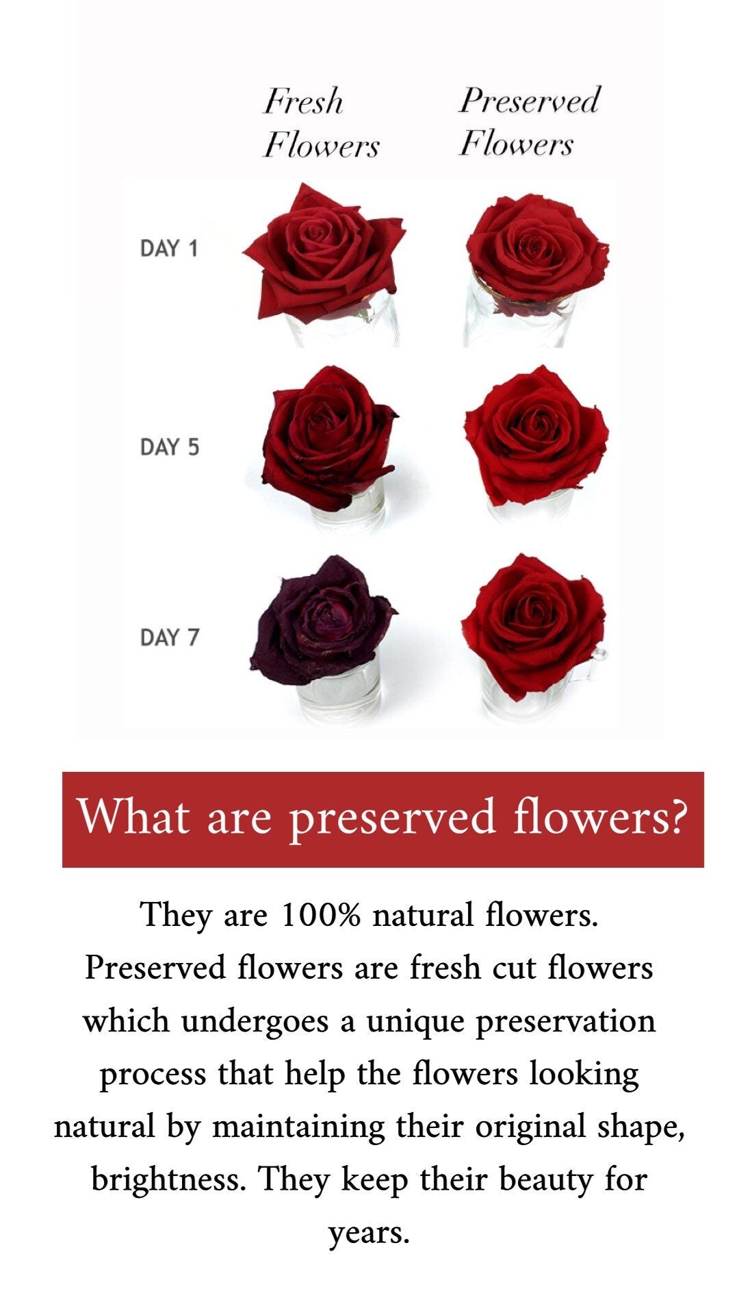 Preserved Real Rose Box, Mothers Day Eternal Flower in Glass Box, Dried Flower Arrangement, Bohemian House Decoration UK