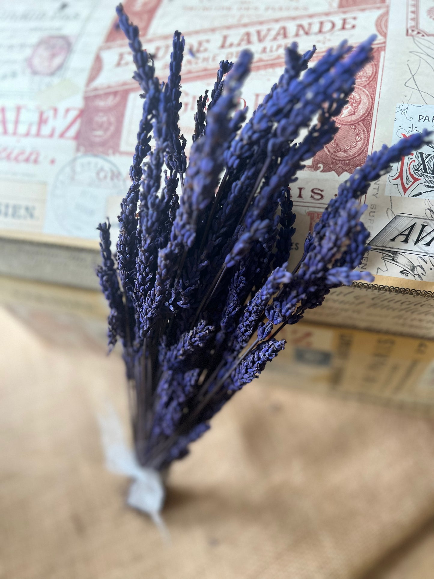 Preserved Scented Real Lavender Bunch