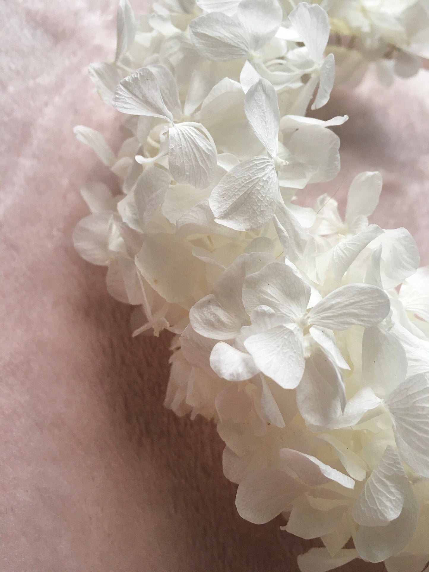 Preserved Hydrangea Sample
