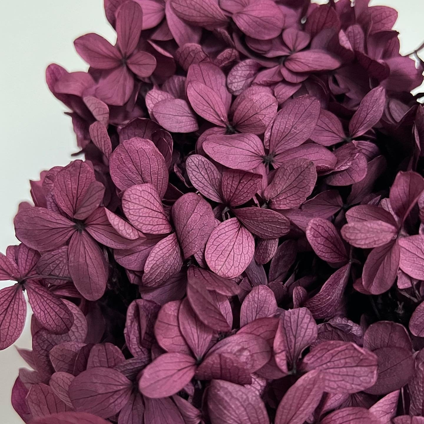 Preserved Hydrangea Sample