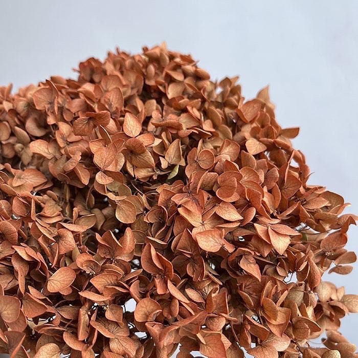 Preserved Hydrangea Sample