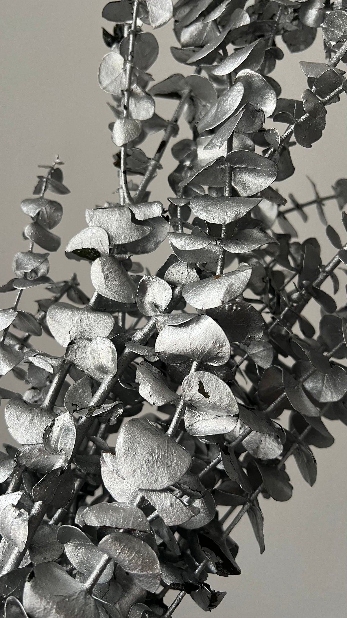 Preserved Eucalyptus Leaves in Silver Bunch