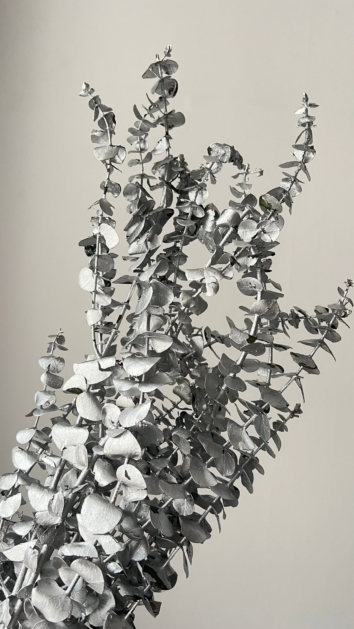 Preserved Eucalyptus Leaves in Silver Bunch