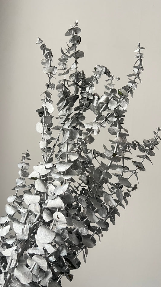 Preserved Eucalyptus Leaves in Silver Bunch