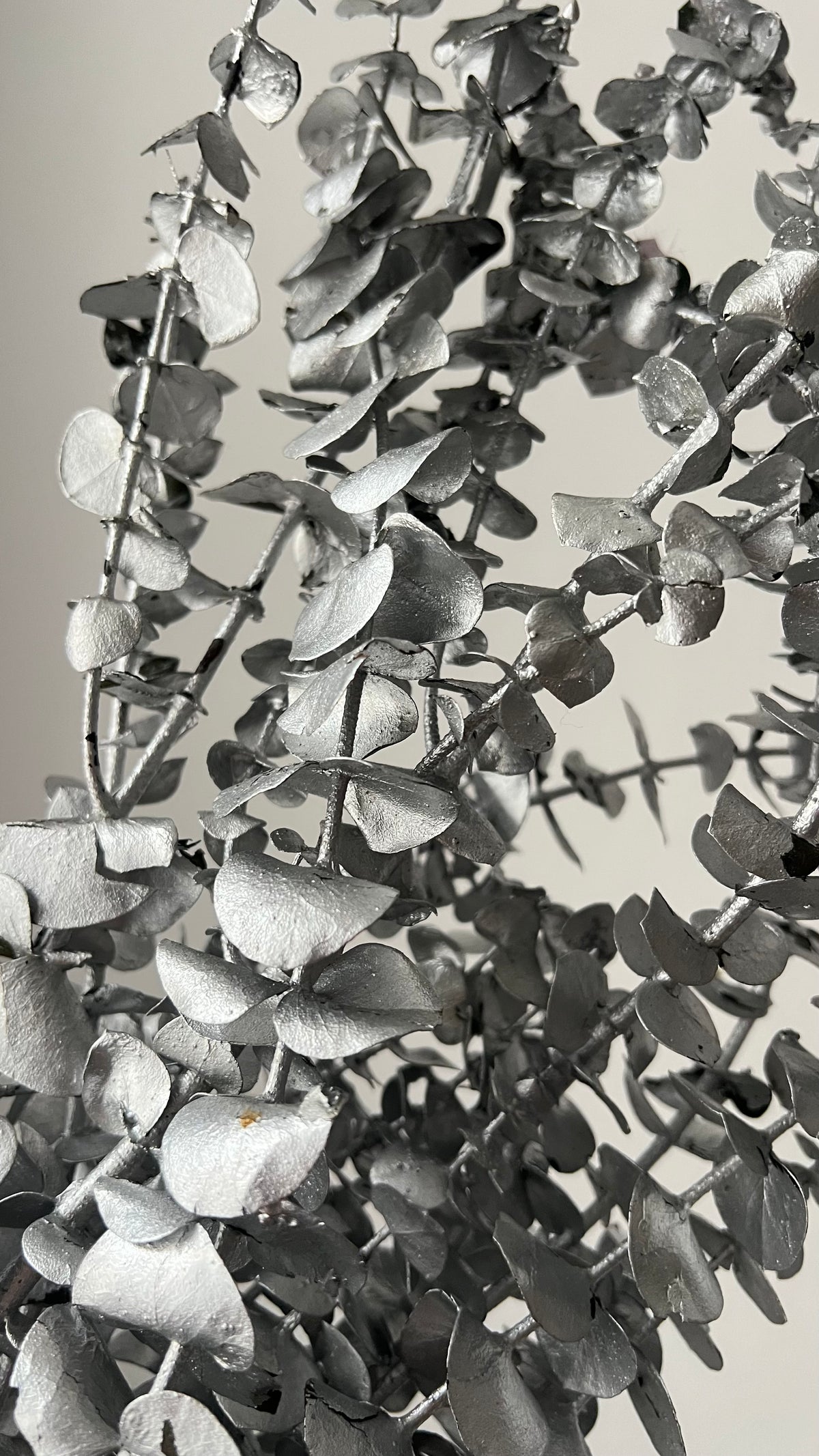 Preserved Eucalyptus Leaves in Silver Bunch