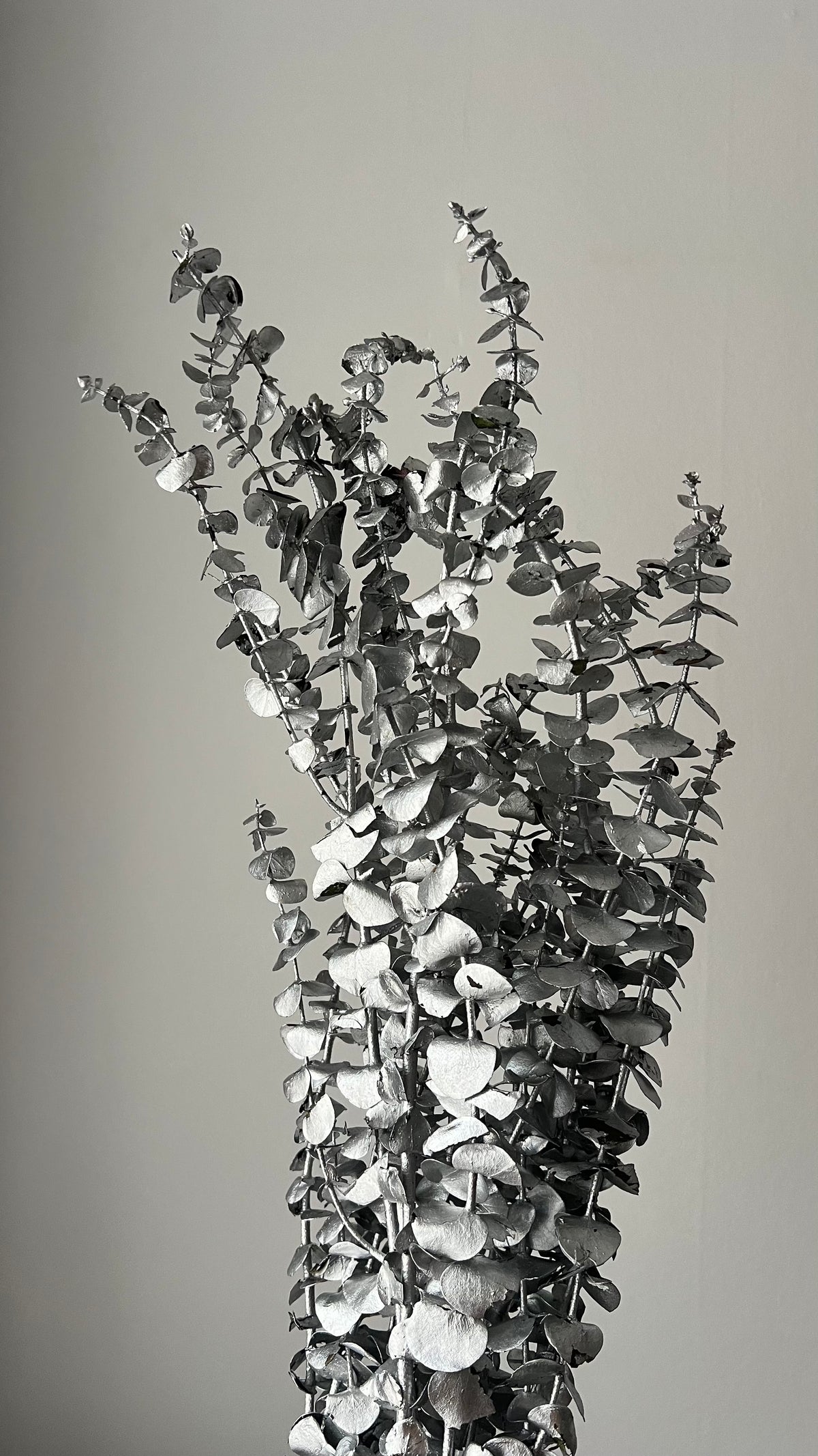 Preserved Eucalyptus Leaves in Silver Bunch