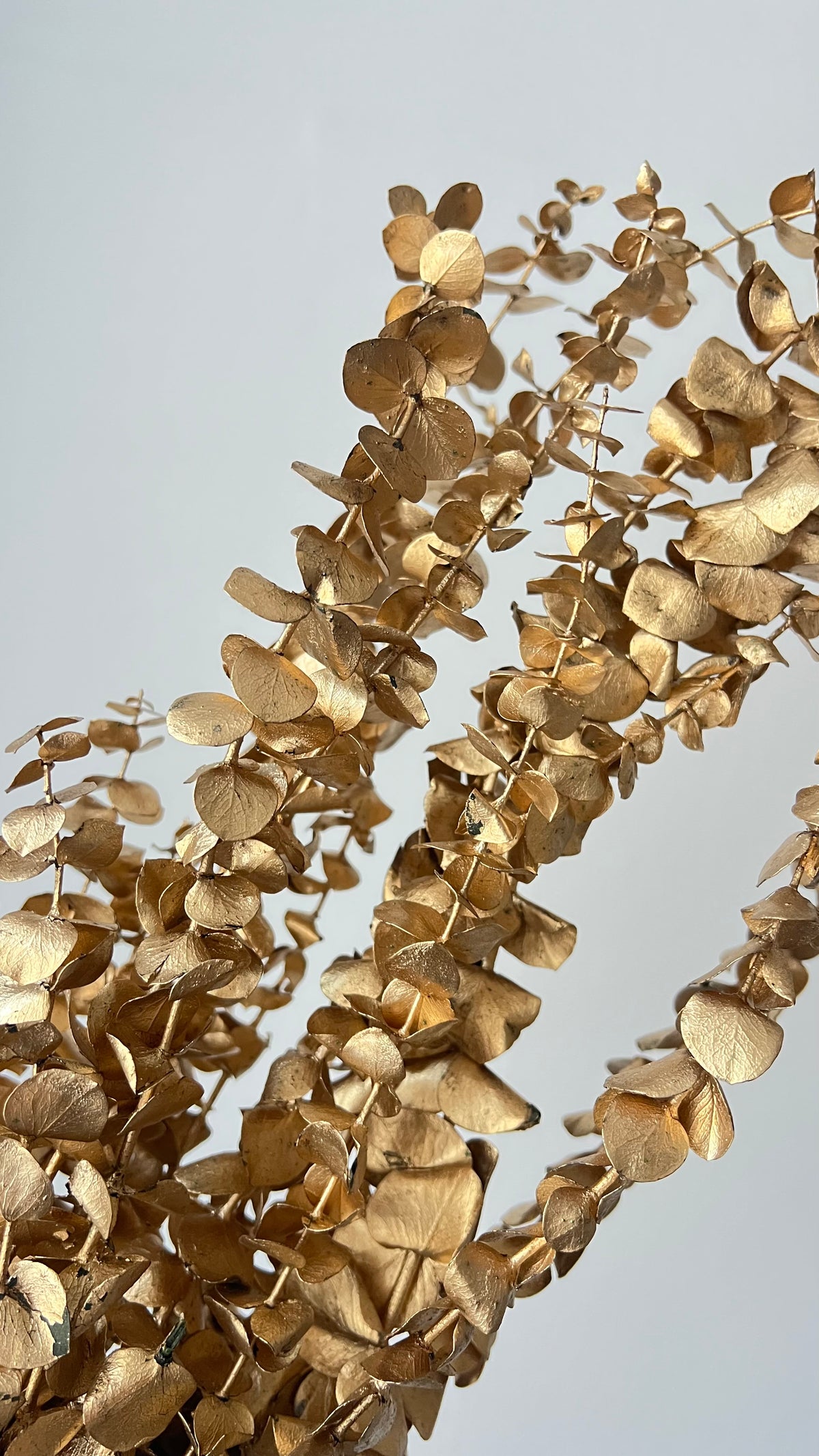 Preserved Eucalyptus Leaves Gold Bunch for Decoration