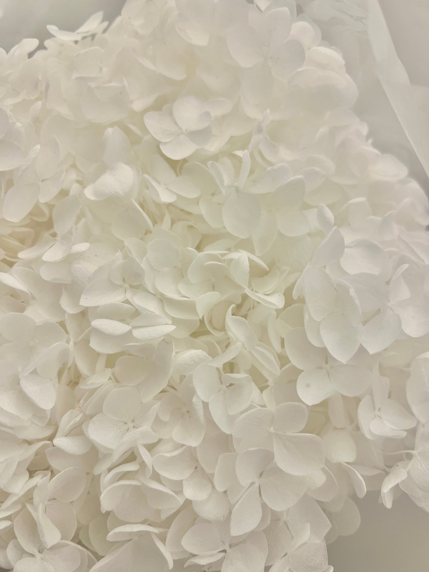 Boho Bridal Off White Ivory Dried Real Flower Hair Piece, Summer Wedding Romantic Bride Dry Flower Hair Comb, Floral Headpiece