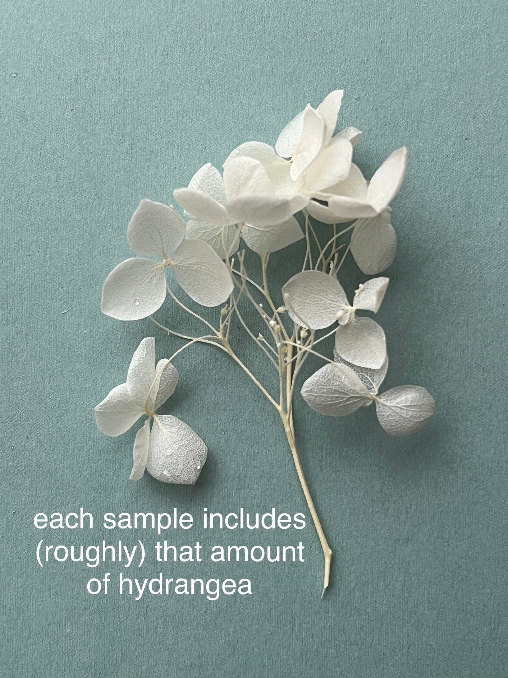 Hydrangea Sampling Preserved Hydrangea Sample – Casa & Flores