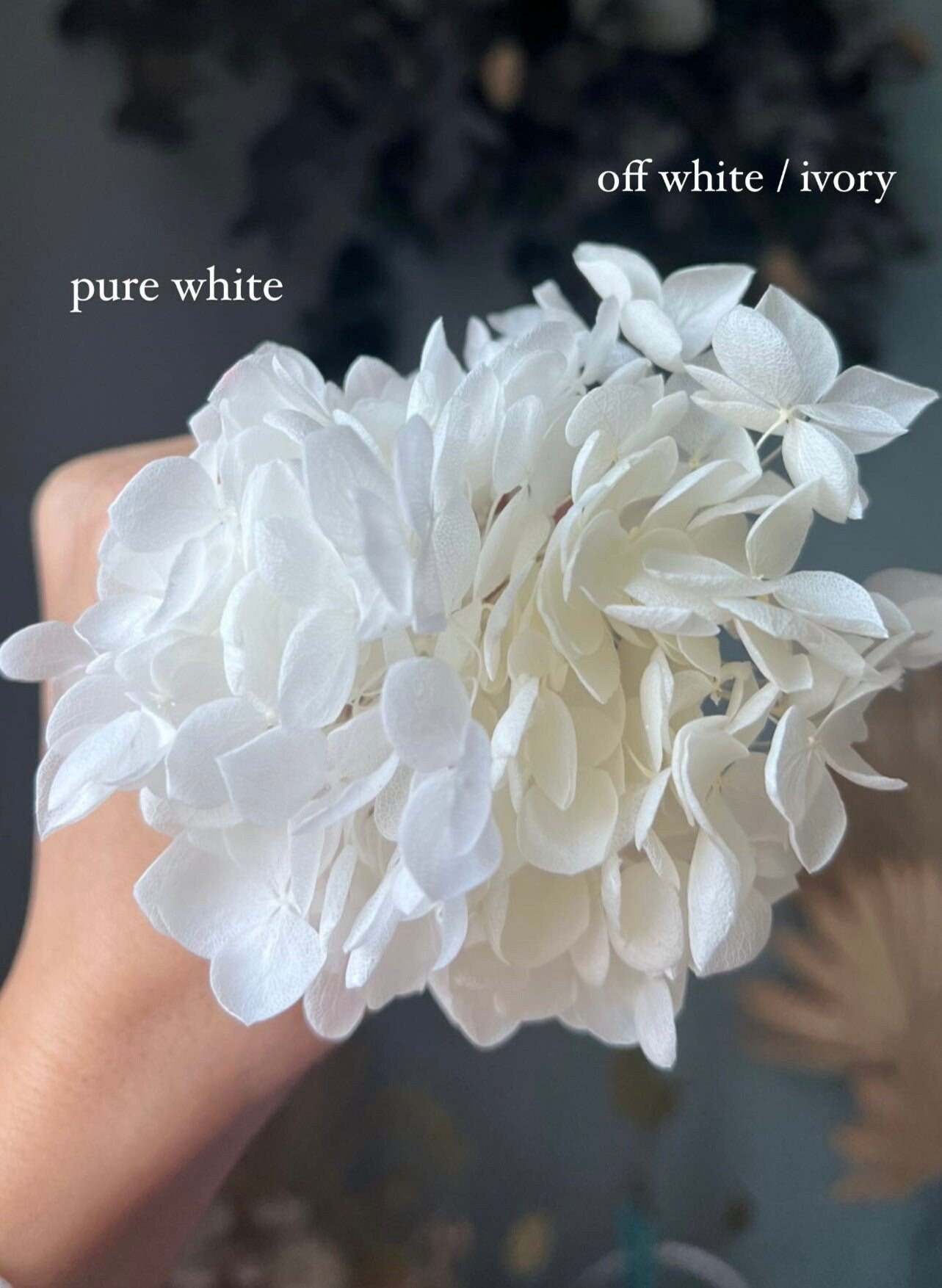 White Flower Bridal Hair Pins, Floral Wedding Hair Pins, Minimal Bride Hair Accessories, Ivory Preserved Hydrangea Hair Picks UK