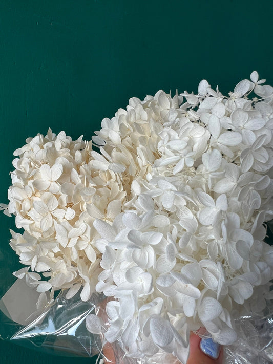 Preserved Hydrangea Sample